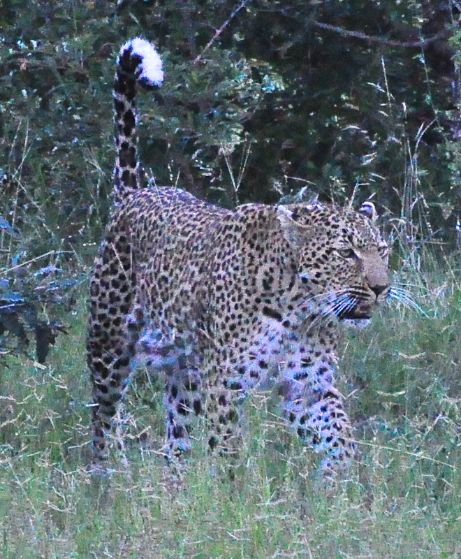 Melanie Heinrich - travel images - Lion Sands Private game reserver Hazyview